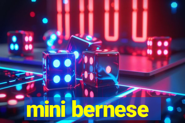 mini bernese